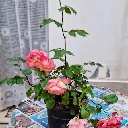 Lejlighed Living Bouganville