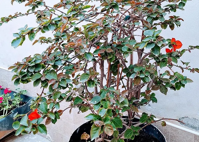 Apartmán Living Bouganville *