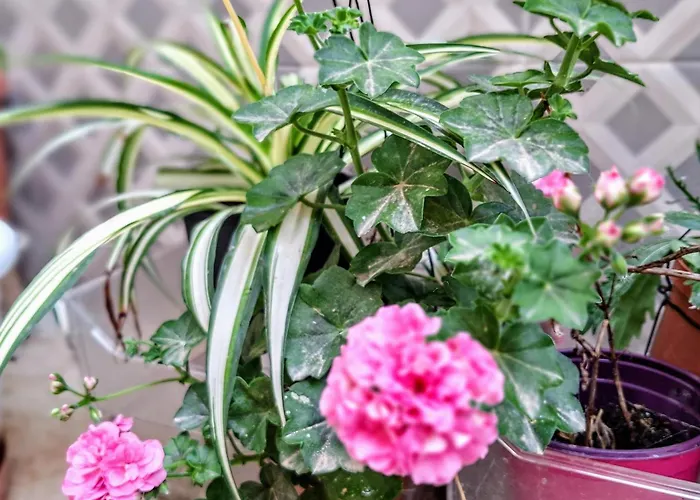 Living Bouganville Apartmán