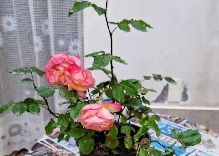 Apartmán Living Bouganville